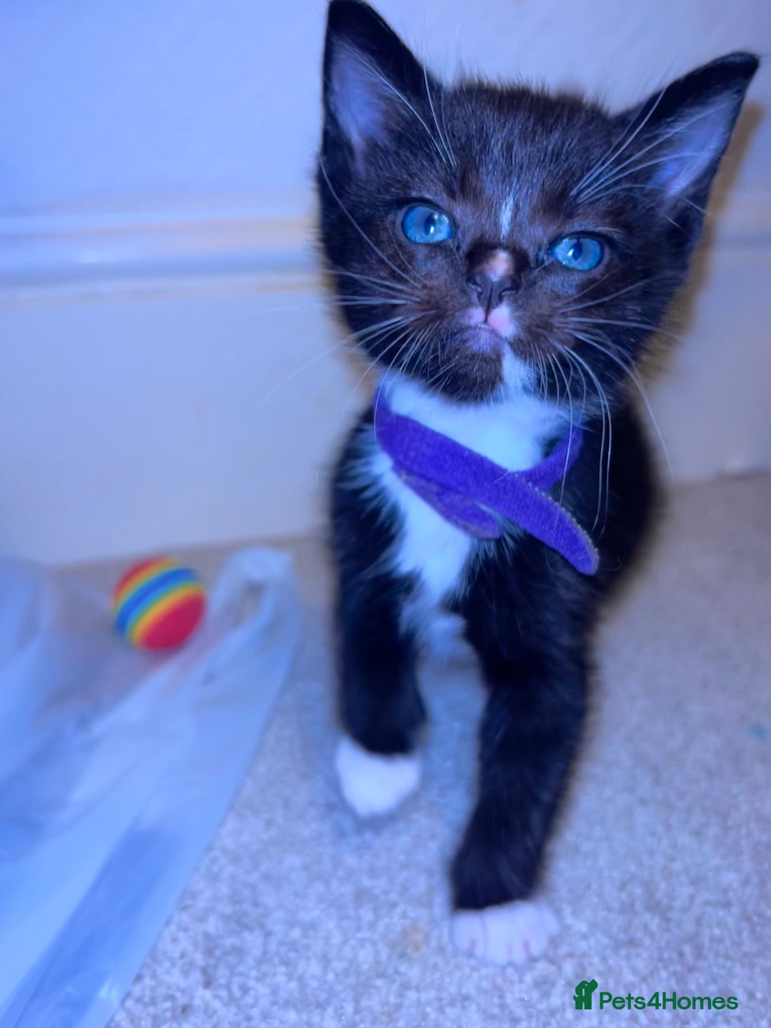 Ragdoll cats for sale: Adorable Ragdoll x Ragamuffin kittens - Image 4