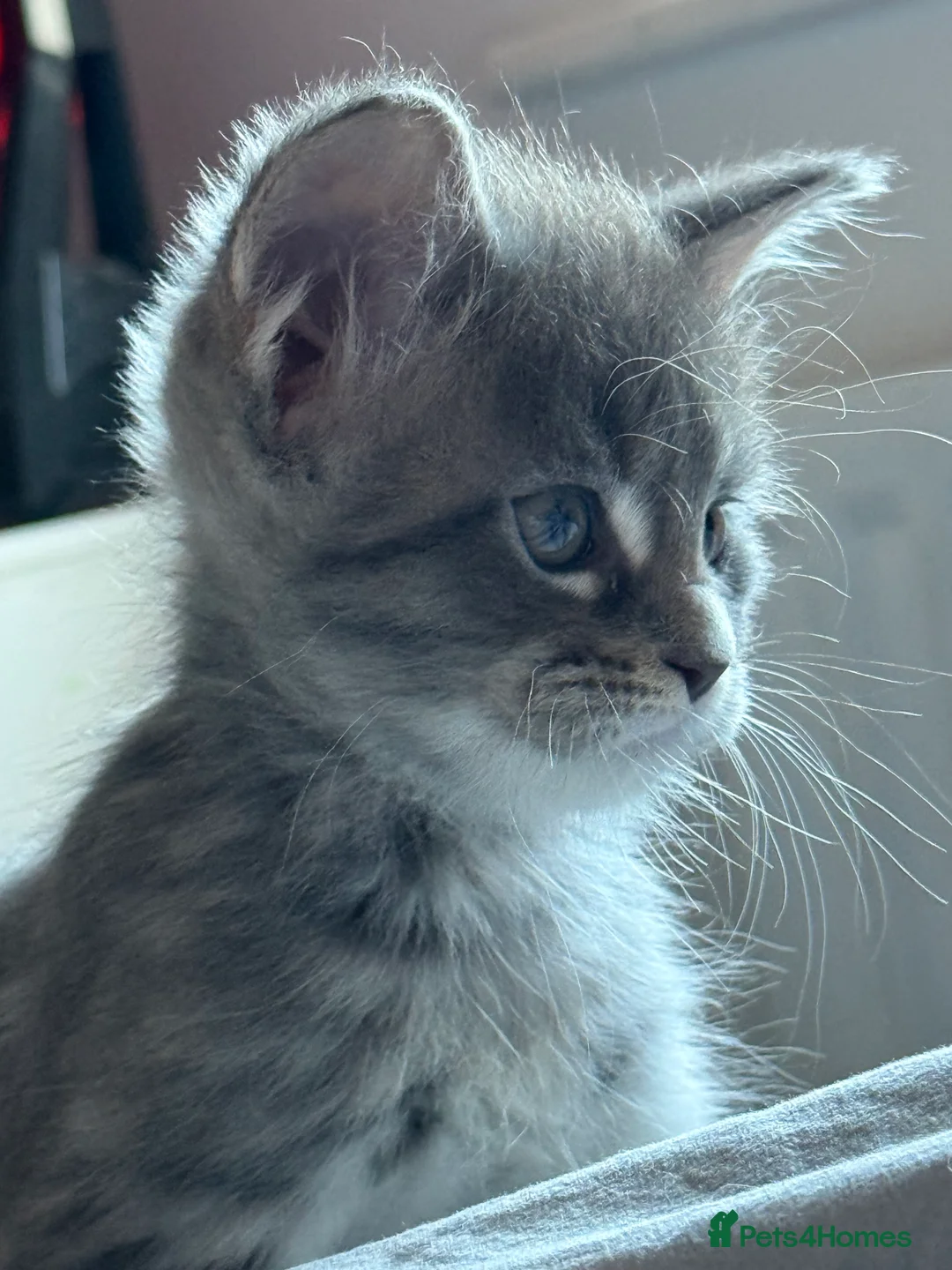 Maine Coon cats for sale: Beautiful GCCF registered Maine coon Kittens  - Advert 19