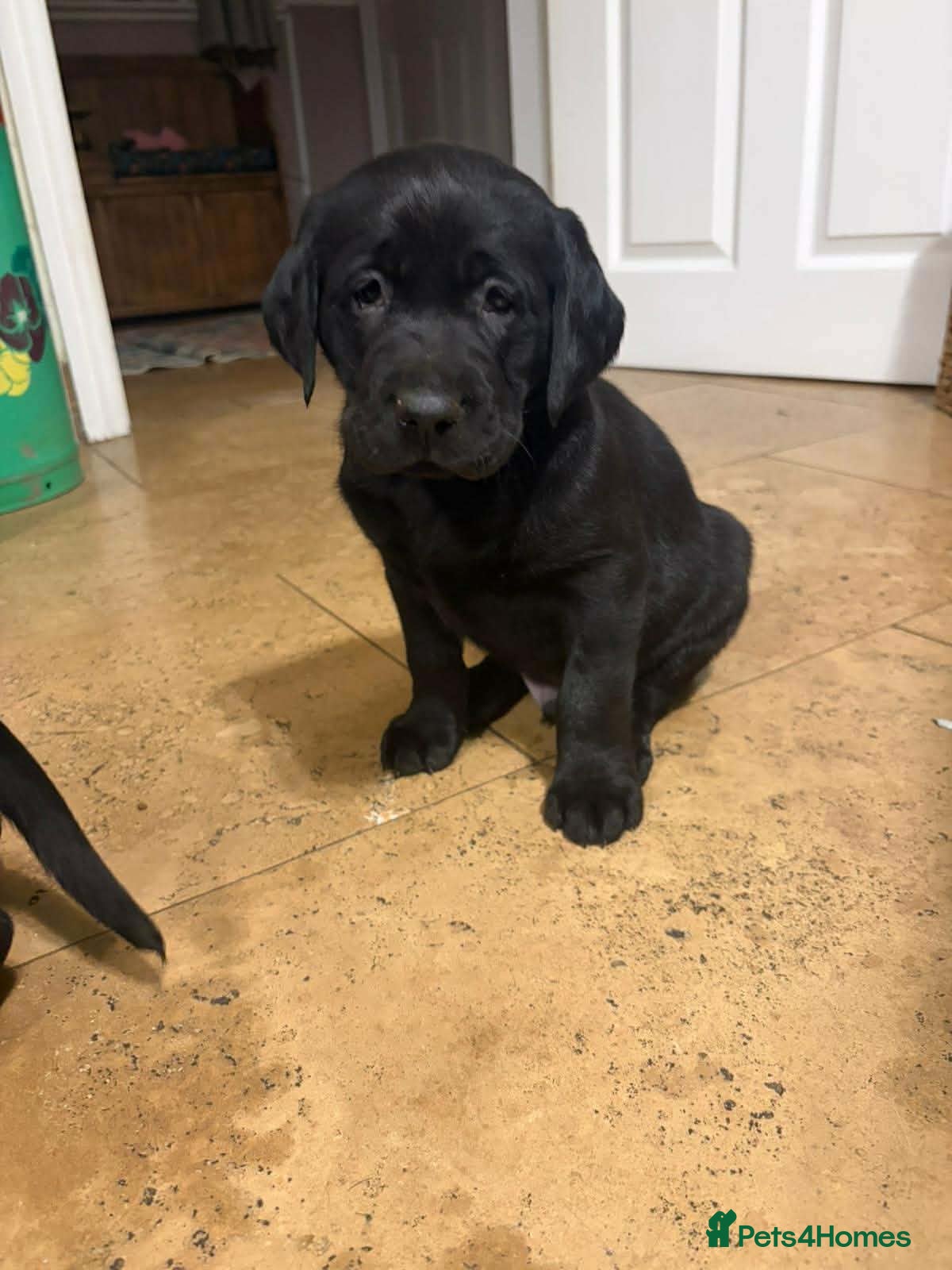 Labrador Retriever dogs Chunky Black **KC REGISTERED** Labrador puppies - Advert 3
