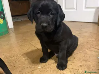 Labrador Retriever dogs Chunky Black **KC REGISTERED** Labrador puppies - Advert 3