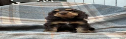 Cocker Spaniel dogs for sale: Adorable kc reg show cocker spanial  - Advert 4