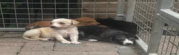 Mixed Breed dogs for sale: Top quality Lurcher puppies  - Advert 10