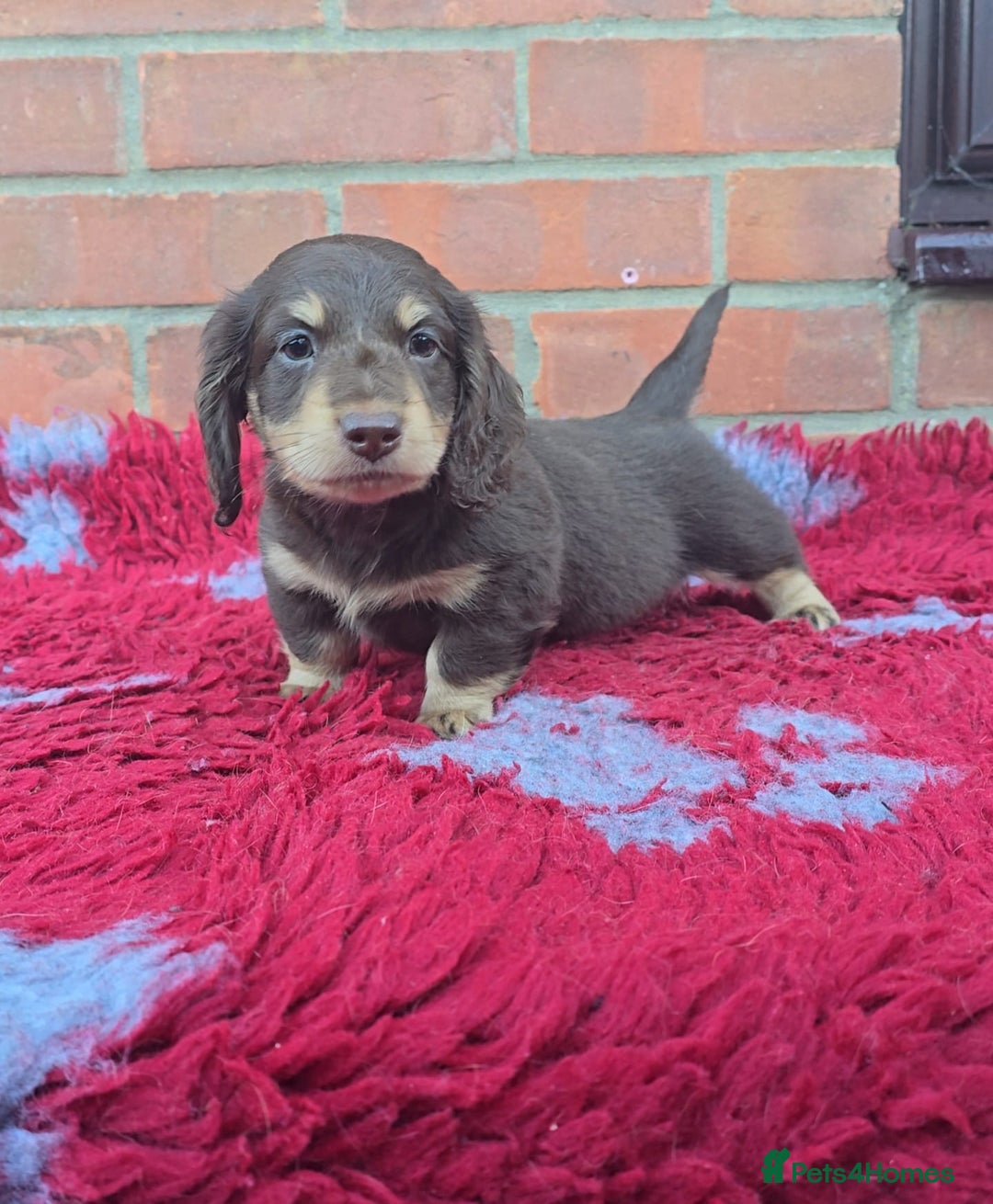 Miniature Dachshund dogs for sale: BEAUTIFUL CREAM LONG HAIR WITH ALL DNA - Advert 22