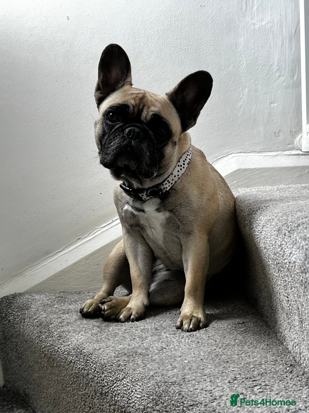 French Bulldog dogs for sale: 3 year old frenchie looking for new home - Image 2