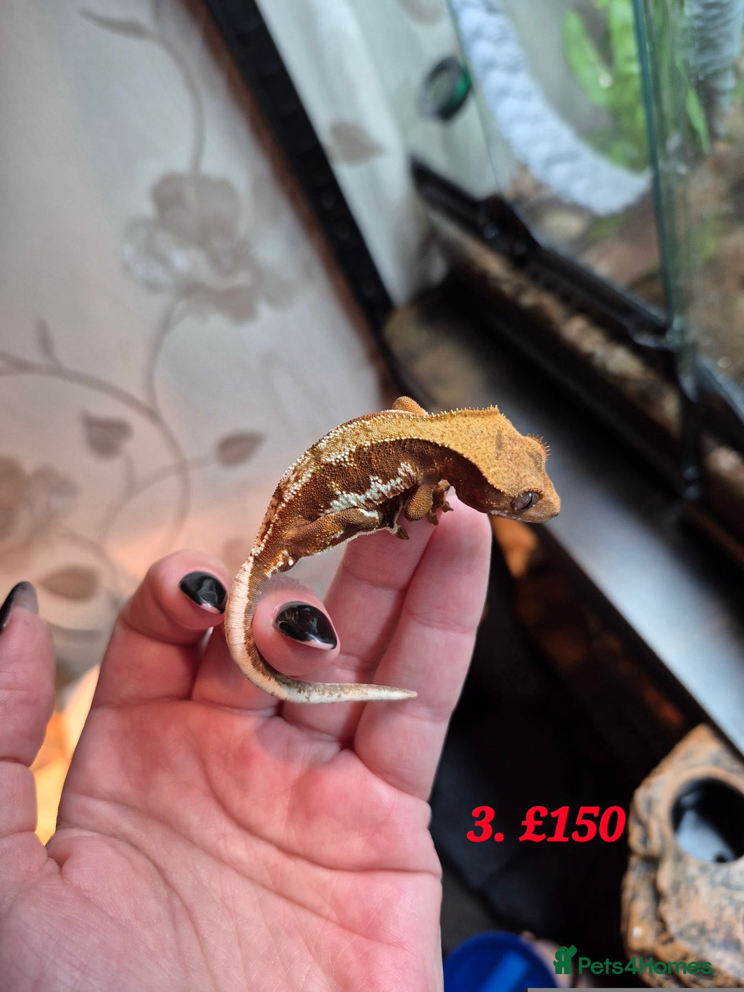 Gecko reptiles for sale: Baby Crested Geckos available - Image 2