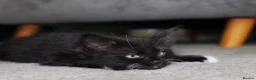 Turkish Angora cats for sale: Turkish Angora Mix Kittens - Advert 23
