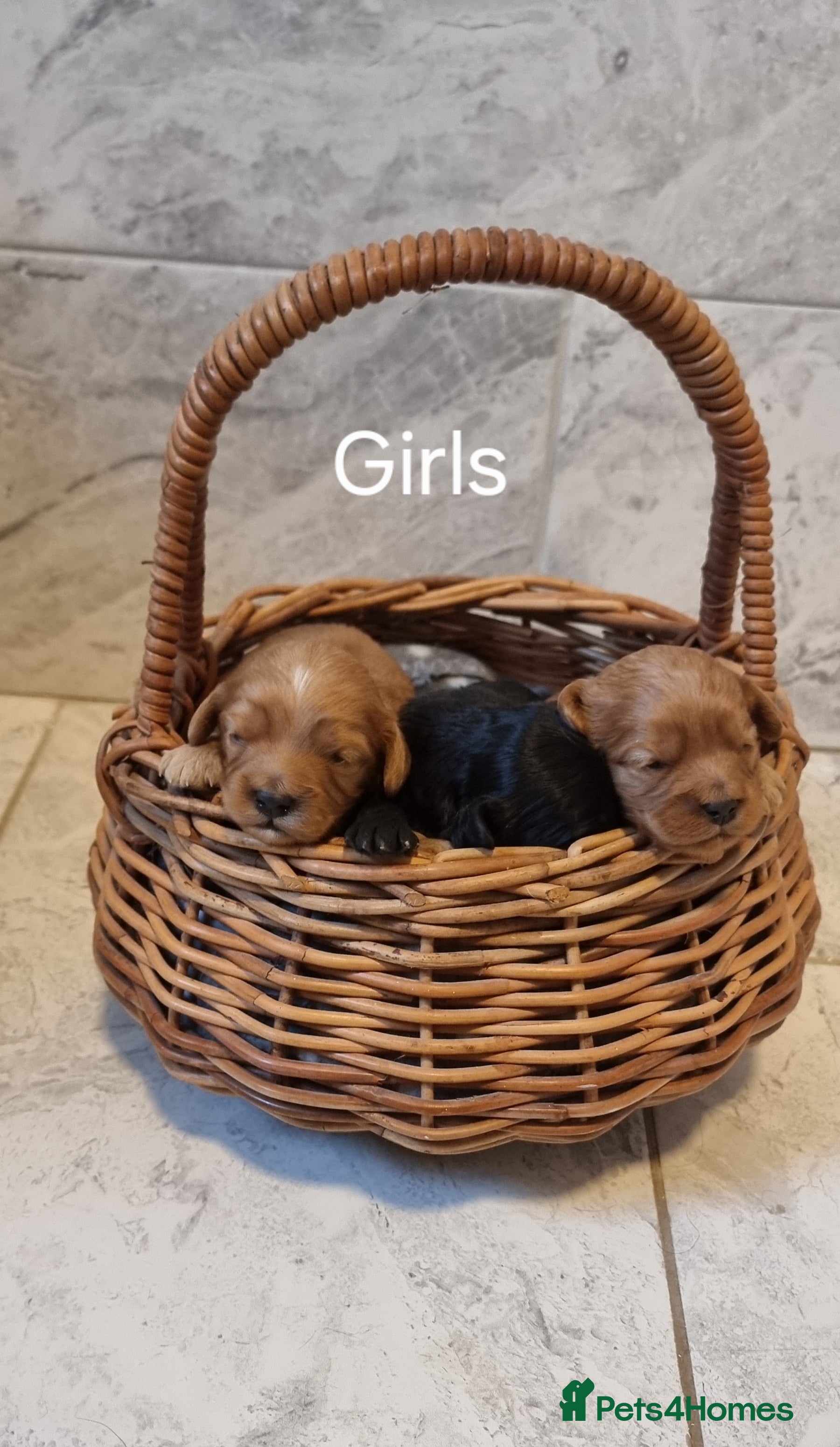 Cavapoo dogs Toy f1 cavapoo babies - Advert 10