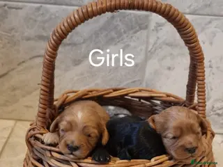 Cavapoo dogs Toy f1 cavapoo babies - Advert 10