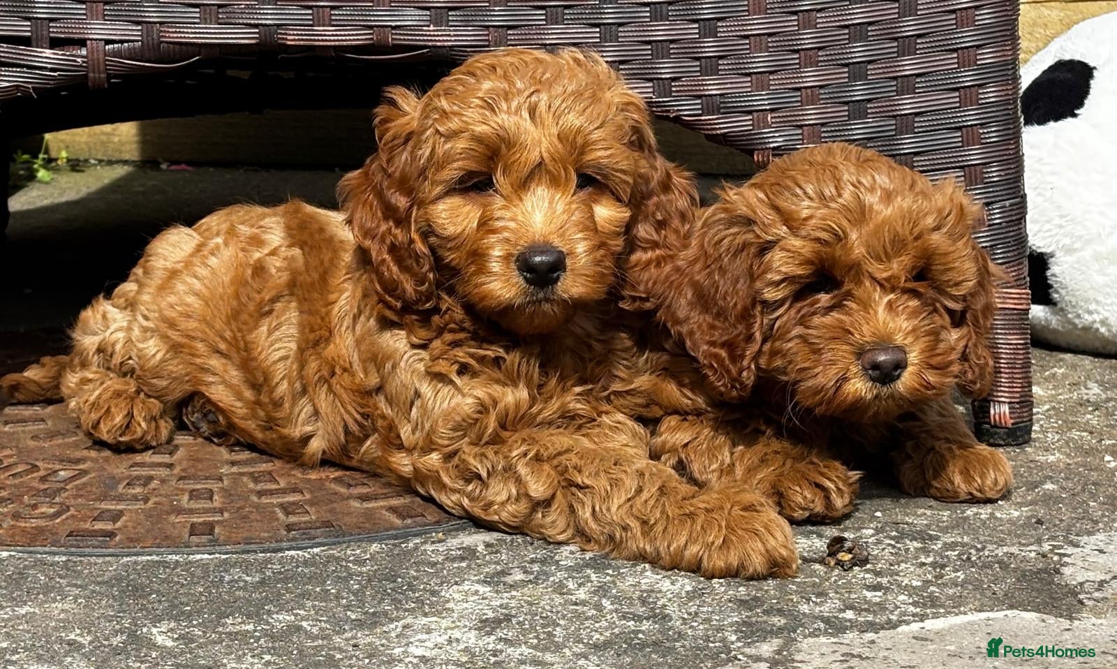 Cavapoo dogs Cavapoo Puppies for Sale - Advert 6