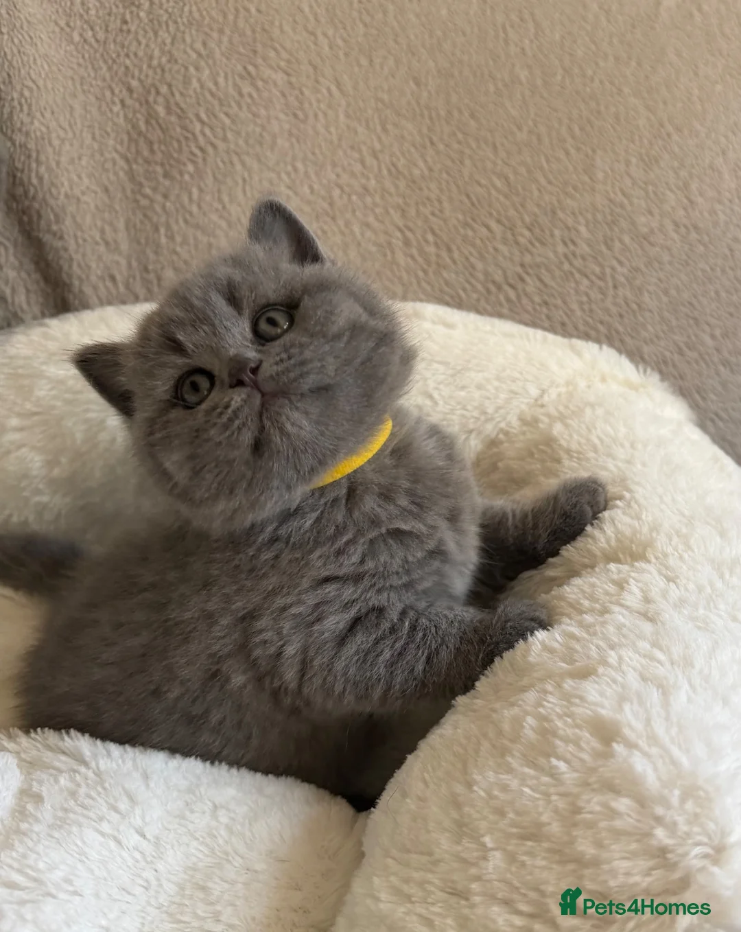 British Shorthair cats for sale: GCCF Blue BSH chunky champion lines - Advert 2