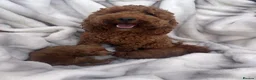 Cavapoo dogs for sale: Beautiful Cavapoo Puppy 🐾  - Advert 3