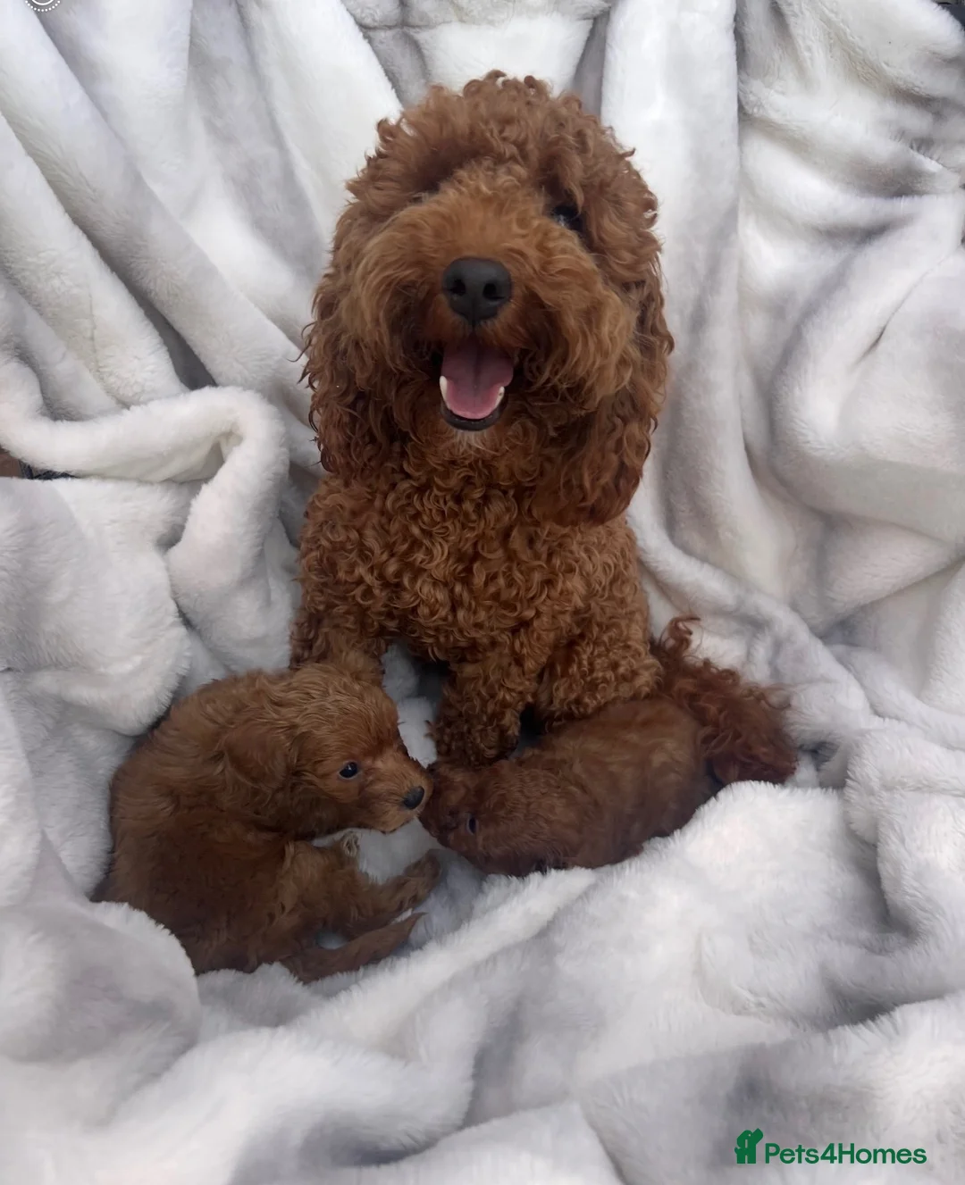 Cavapoo dogs for sale: Beautiful Cavapoo Puppy 🐾  - Advert 3