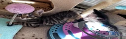 Mixed Breed cats for sale: Adorable bengal&tabby mix kittens  - Advert 17