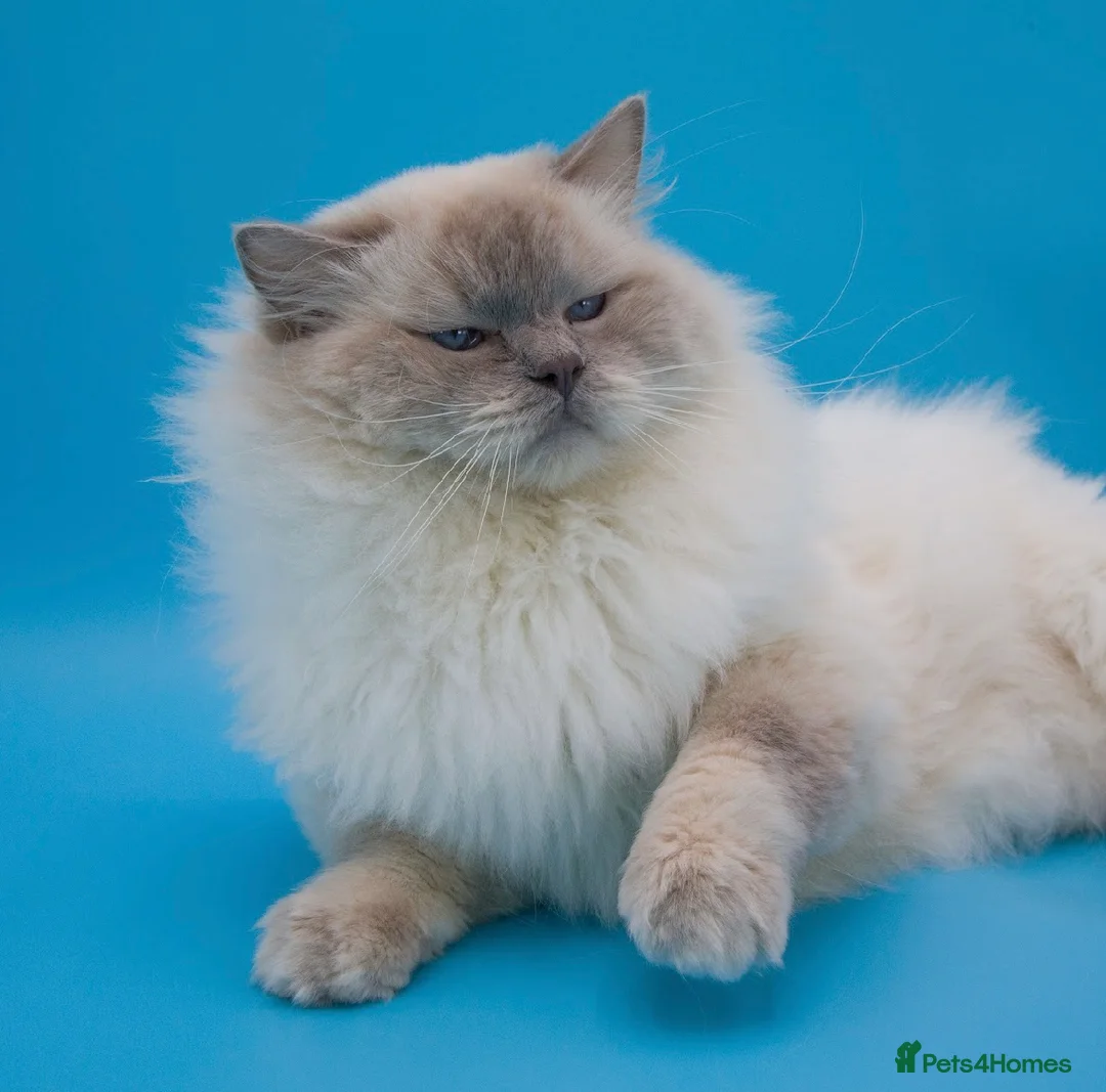 Ragdoll cats for sale: Beautiful blue mitted babies available  - Advert 2
