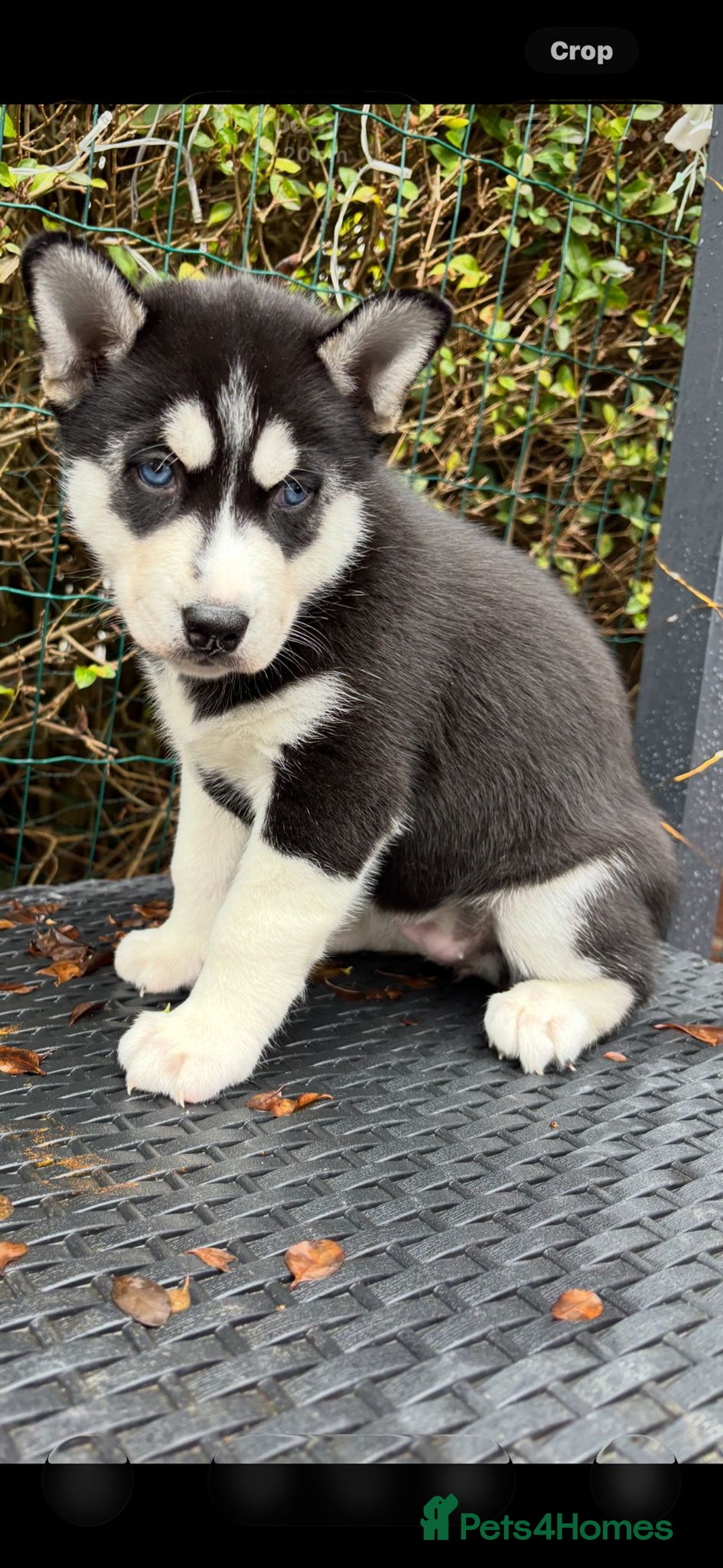 Siberian Husky dogs for sale: Stunning blue eyed siberian husky  - Advert 1