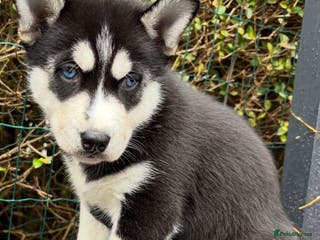Siberian Husky dogs Stunning blue eyed siberian husky - Advert 6