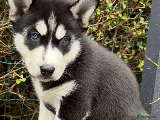 Siberian Husky dogs Stunning blue eyed siberian husky - Advert 1