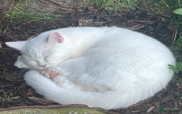 British Shorthair cats for sale: Stunning British shorthair - Image 30