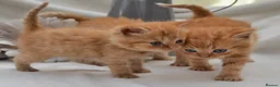 Persian cats for sale: Adorable Purebred Persian Kittens!!! - Advert 2