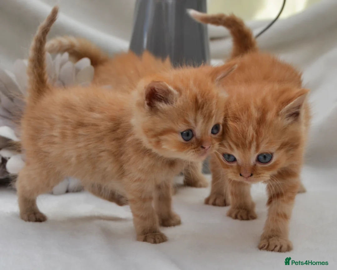 Persian cats for sale: Adorable Purebred Persian Kittens!!! - Advert 2