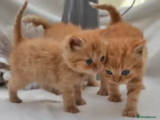 Persian cats Adorable Purebred Persian Kittens!!! - Advert 10