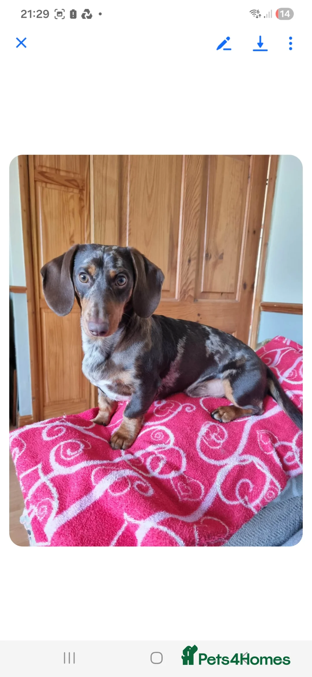 Miniature Dachshund dogs for stud: Miniture dacshund STUD - Advert 2