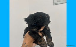 Cockapoo dogs for sale: Beautiful F1B Cockerpoos🐶 - Image 28
