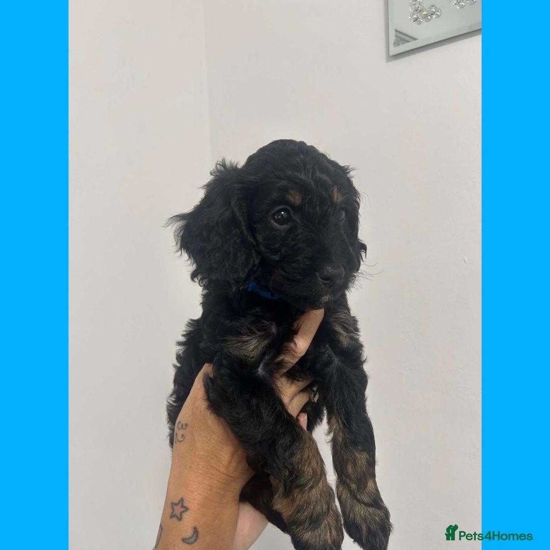 Cockapoo dogs for sale: Beautiful F1B Cockerpoos🐶 - Image 28