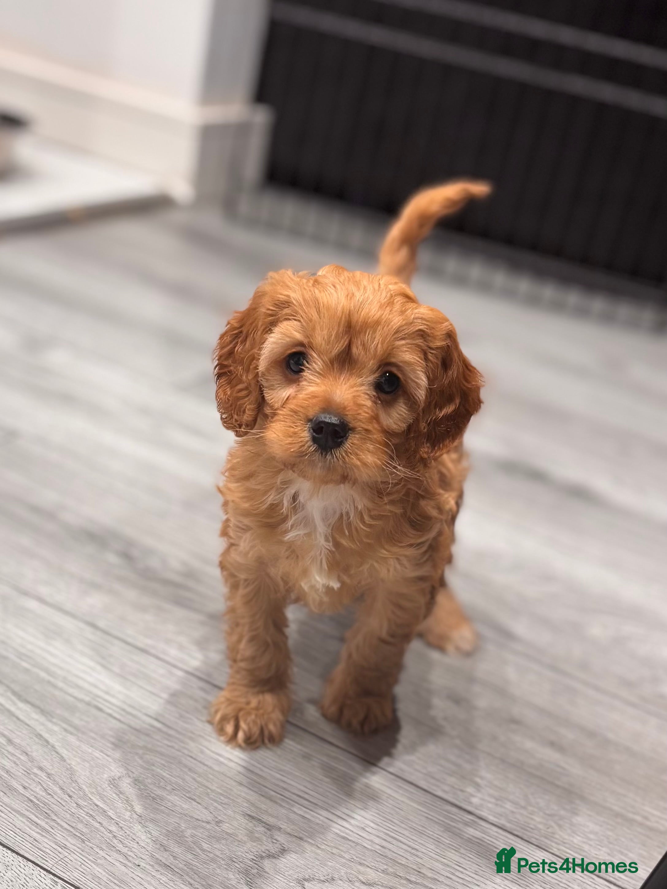 Cavapoo dogs Gorgeous Cavapoo Pups - Advert 7