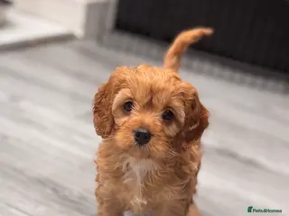 Cavapoo dogs Gorgeous Cavapoo Pups - Advert 7