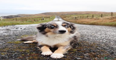 Miniature American Shepherd dogs - Advert 3