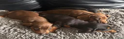 Dachshund dogs for sale: 9 Beautiful Dachshund Puppies for Sale in Pontypool - Advert 10