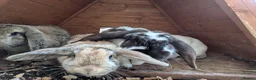 Mixed Breed rabbits for sale: 5 female rabbits looking for a forever home  in Dumfries - Advert 5
