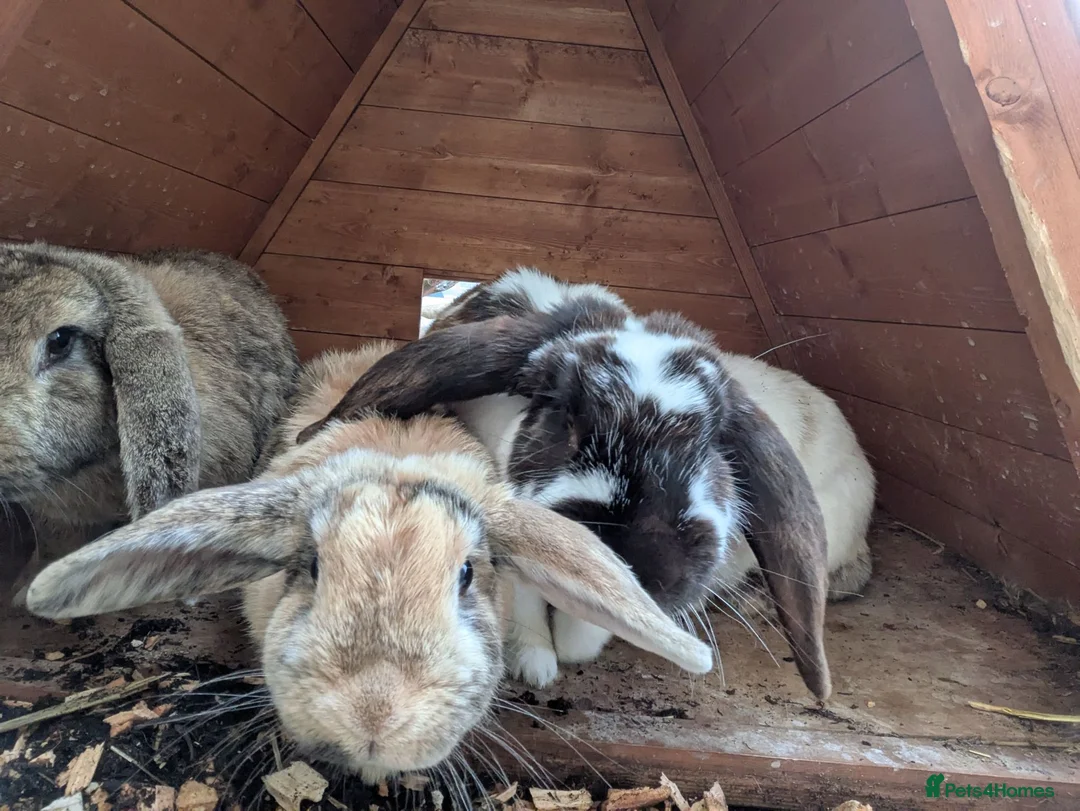 Mixed Breed rabbits for sale: 5 female rabbits looking for a forever home  in Dumfries - Advert 5