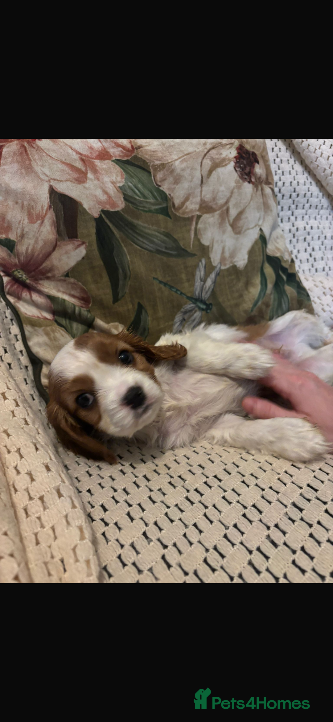 Cavalier King Charles Spaniel dogs for sale: Cavalier King Charles spaniel puppies  - Advert 17