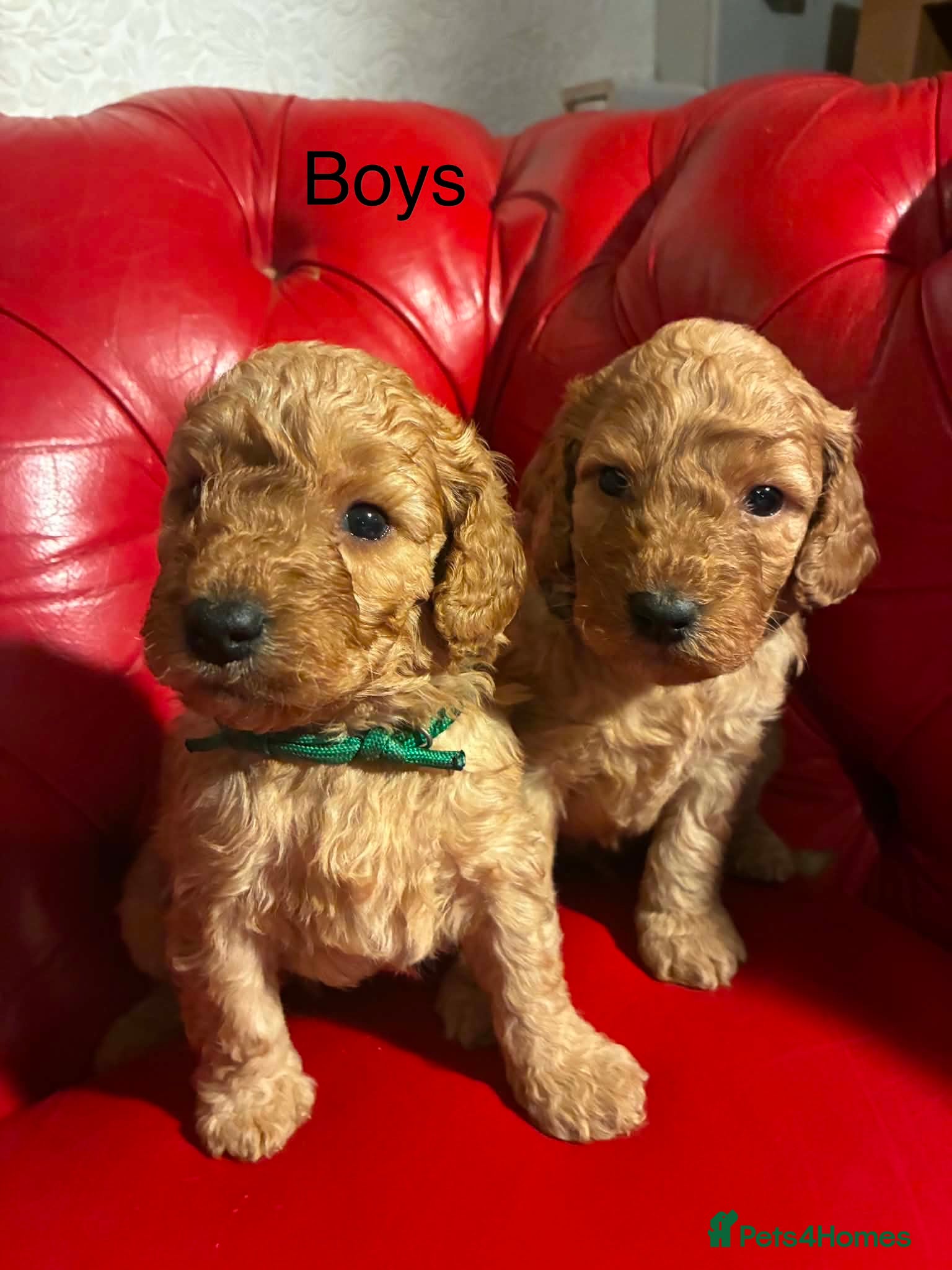 Cockapoo dogs Radiant red F2b cockapoos  - Advert 10