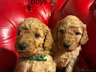 Cockapoo dogs Radiant red F2b cockapoos - Advert 10