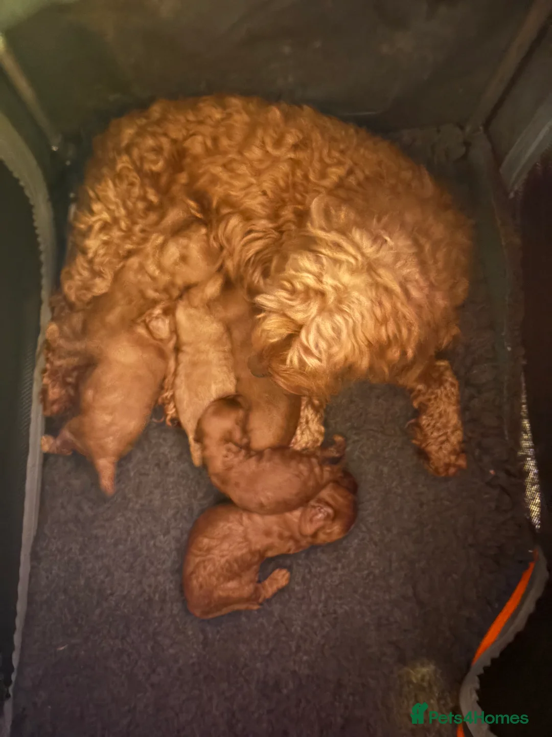 Cavapoo dogs for sale: CAVAPOOS RED TOY SIZE  - Advert 16