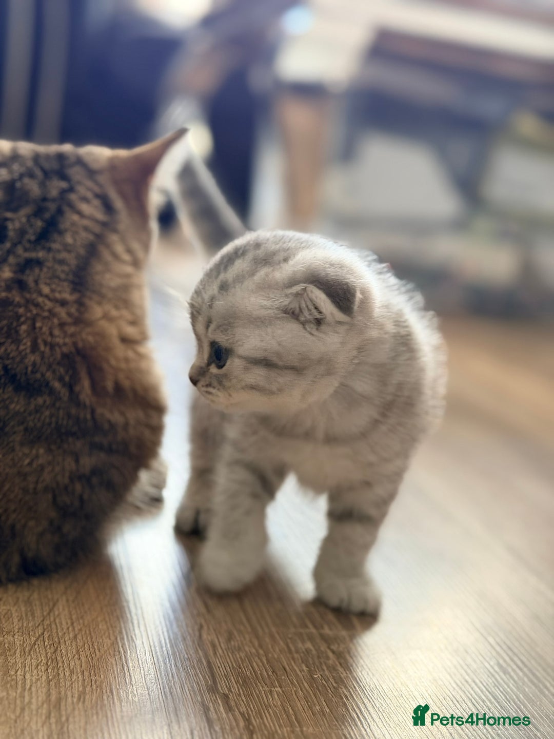 Scottish Fold cats for sale: Scottish fold kittens for sale! - Advert 4