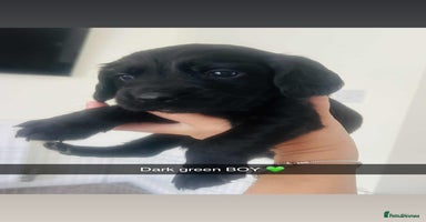 Cocker Spaniel dogs - Advert 4
