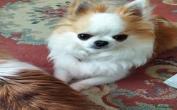 Chihuahua dogs for sale: KC Registered Long Haired Chihuahua puppy boy - Image 2