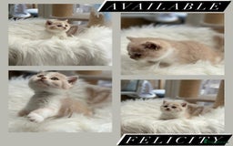 British Shorthair cats for sale: Beautiful , soft teddy bears 🩷🩷💙 - Image 18