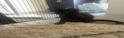 European cats for sale: 2 Kittens Ready For Their Forever Homes - Advert 6
