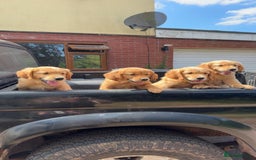 Golden Retriever dogs for sale: Golden Retriever Puppies - Image 2