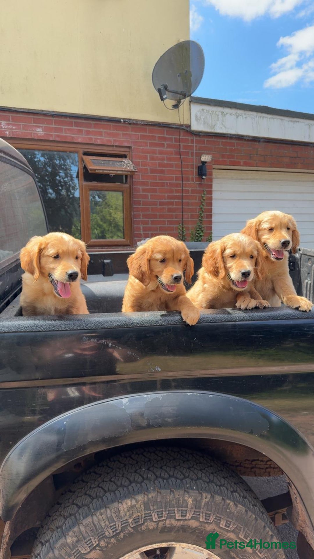 Golden Retriever dogs for sale: Golden Retriever Puppies - Image 2