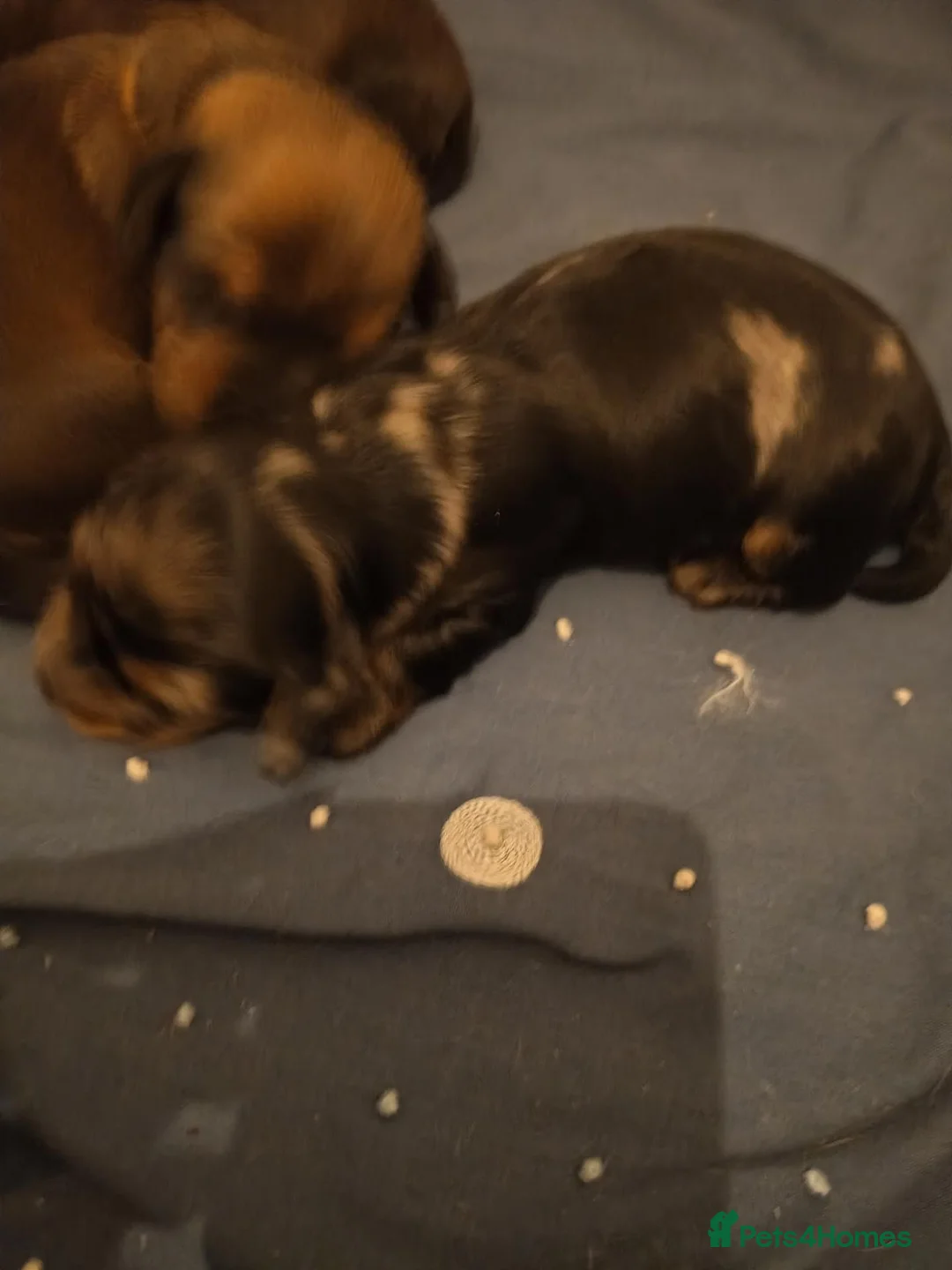 Miniature Dachshund dogs for sale: Miniature dachshunds - Advert 9