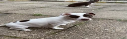 Mixed Breed dogs for sale: 19week old mixed breed  - Advert 18