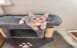 Mixed Breed cats for sale: Kittens  - Image 5