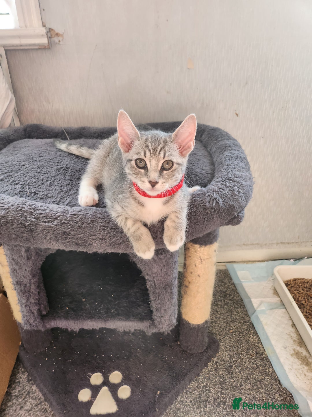 Mixed Breed cats for sale: Kittens  - Image 5