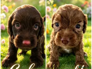 Cockapoo dogs DNA CLEAR, Stunning Cockapoos, Ready 30th October - Advert 5